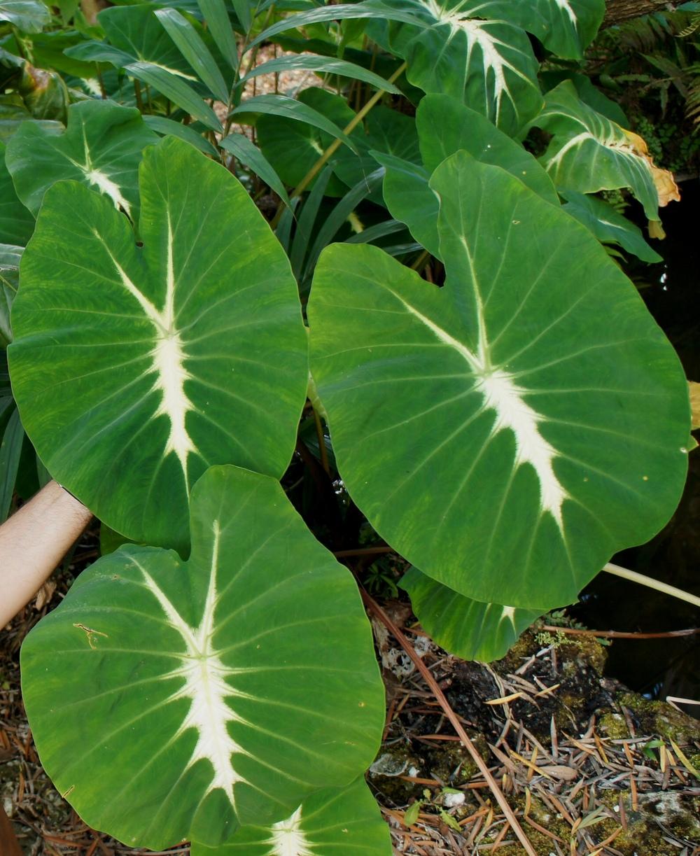 Colocasia, Elephant Ear, Taro Nancys Revenge