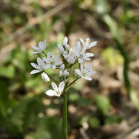 Allium Species, Hairy Garlic