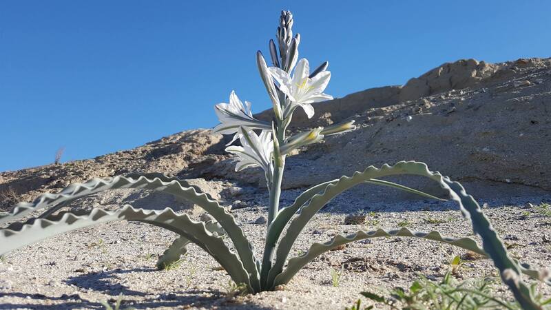 Hesperocallis Species, Ajo Lily, Ajo Silvestre, Desert Lily