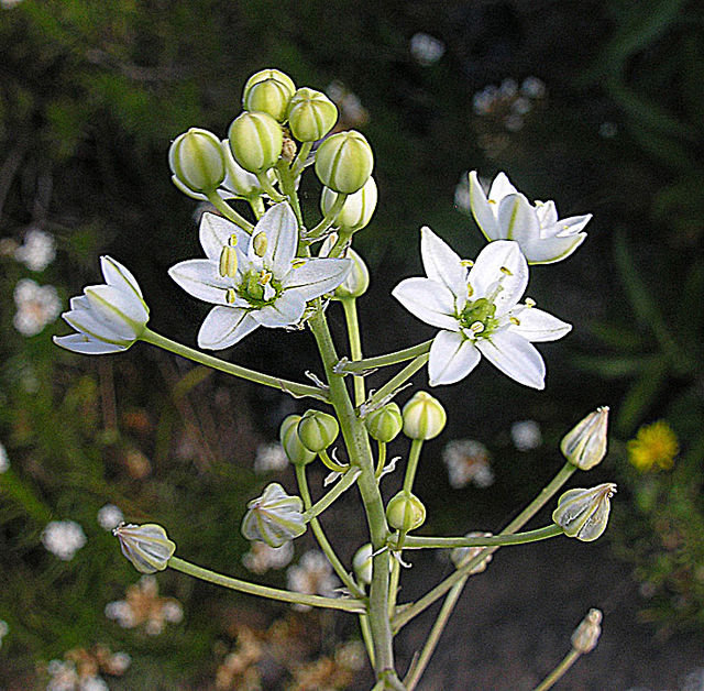 Oziroe Species