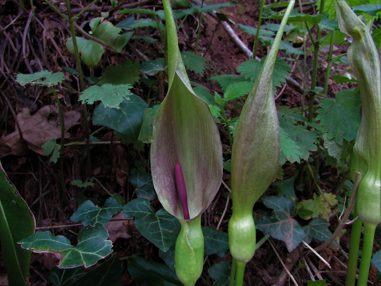 Arum Species, Crete Arum, Lords and Ladies