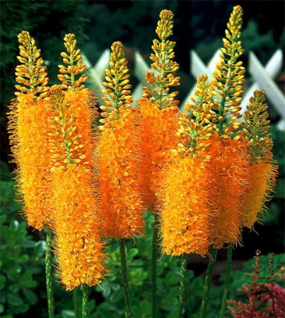 Eremurus, Foxtail Lily Pinocchio