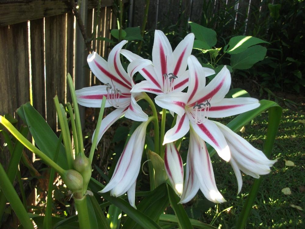 Crinum Lily, Confederate Lily, Milk and Wine Lily