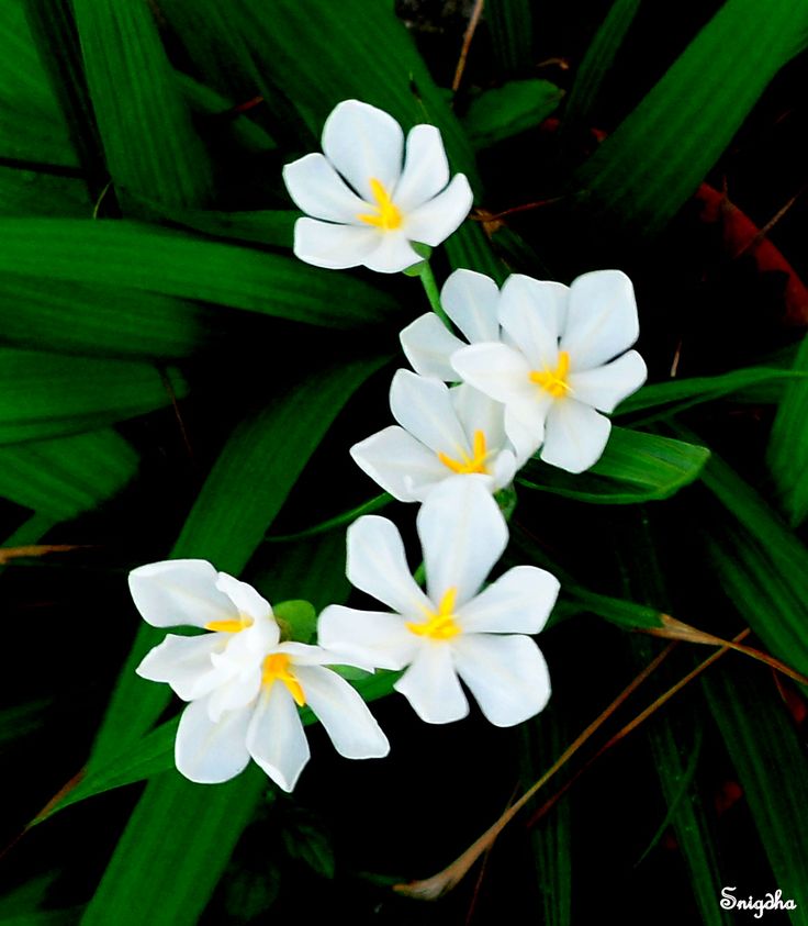Small-flowered Marica