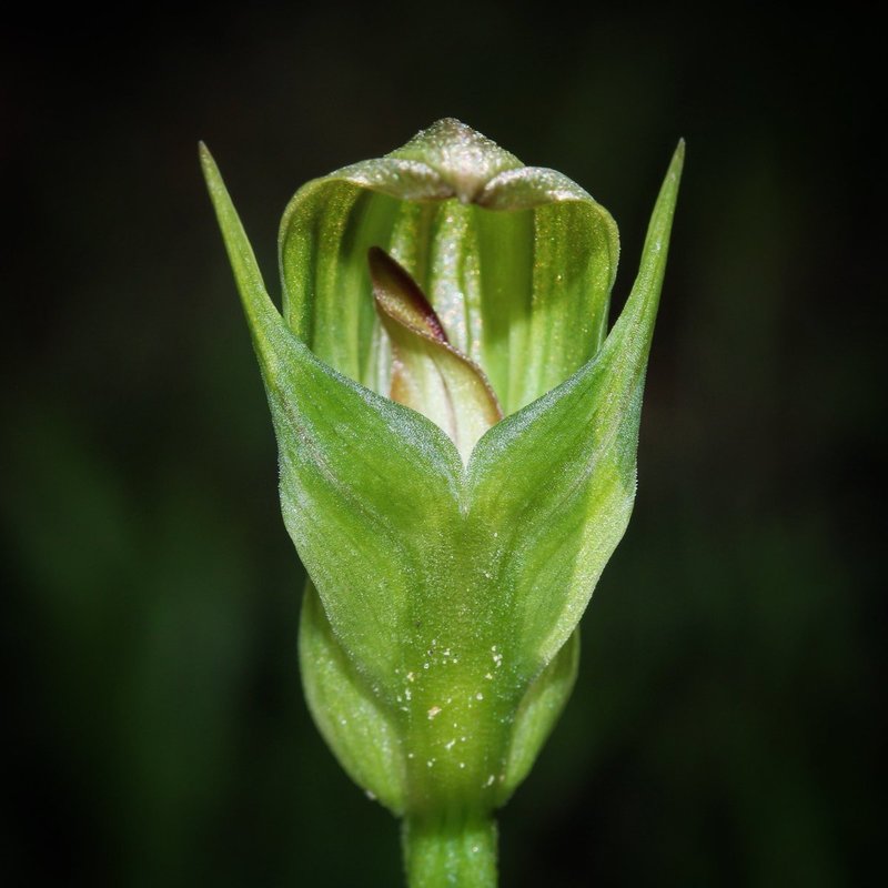 Species Orchid, Pterostylis, Blunt Green Hood, Small Pterostylis