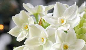 Suisen, Tazetta Narcissus, Paperwhite Daffodil, Paperwhites