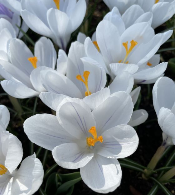 Dutch Crocus, Spring Crocus Jeanne dArc