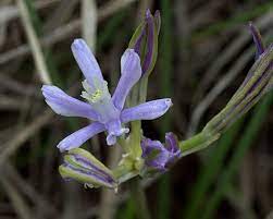 Blue Funnel Lily