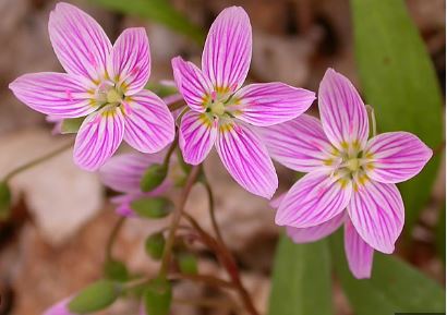 Claytonia Species, Carolina Spring Beauty
