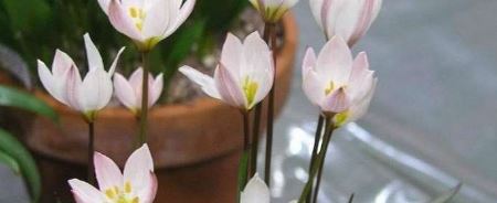 Species Tulip, Botanical Tulip, Cretan Tulip, Wild Tulip