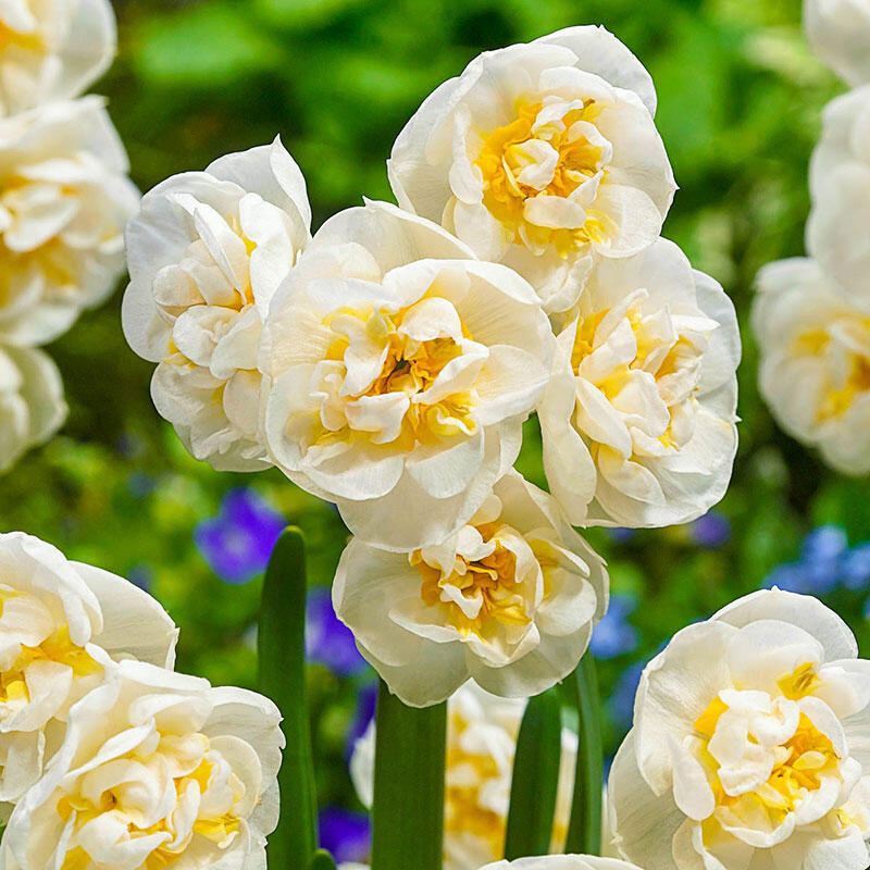 Double Narcissus, Double Daffodil Bridal Crown