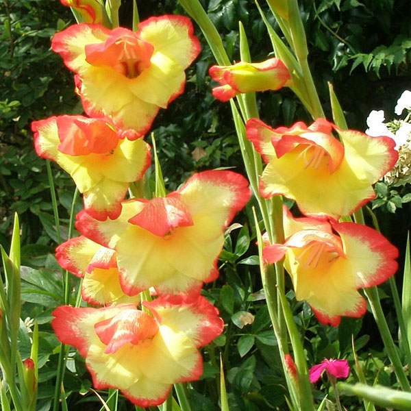 Gladiolus Las Vegas