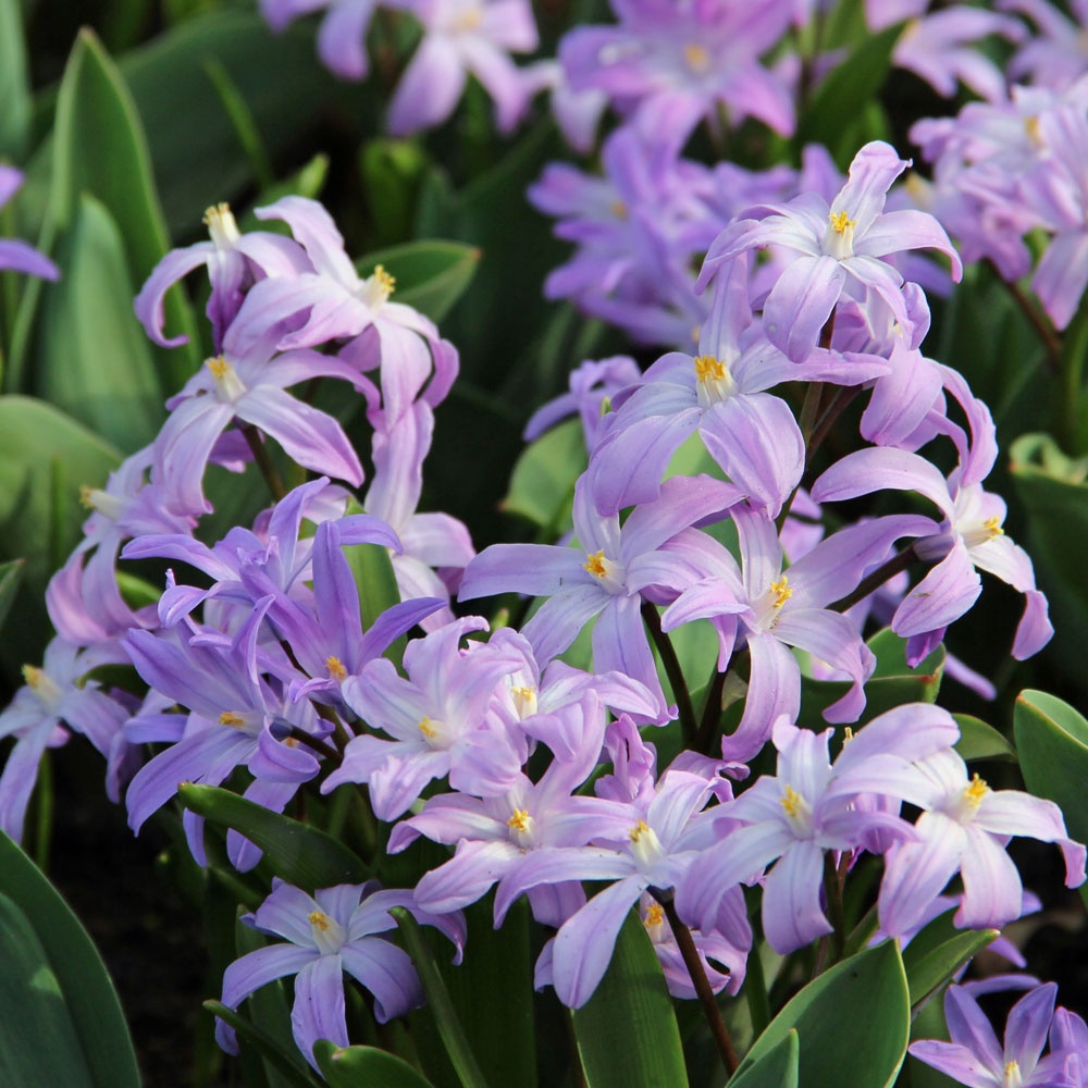 Scilla, Chionodoxa, Glory of the Snow Violet Beauty