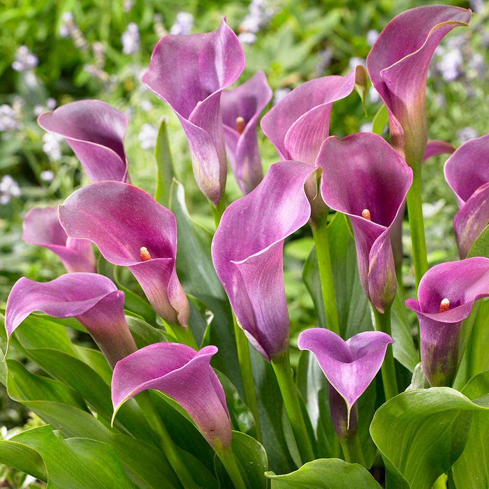 Zantedeschia, Calla Lily Heather Gem