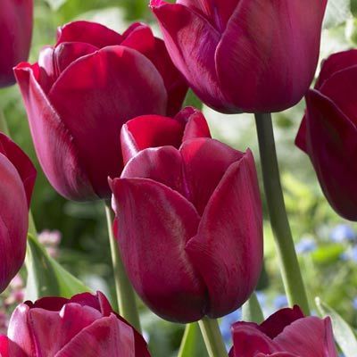 Triumph Tulip Attila