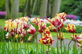 Parrot Tulip Flaming Parrot