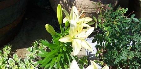 Longiflorum-Asiatic (L.A.) Hybrid Lily Showboat