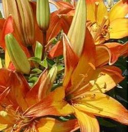 Asiatic Lily Diablo