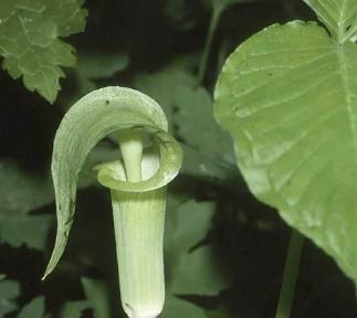 Arisaema Species, Cobra Lily, Jack-in-the-Pulpit