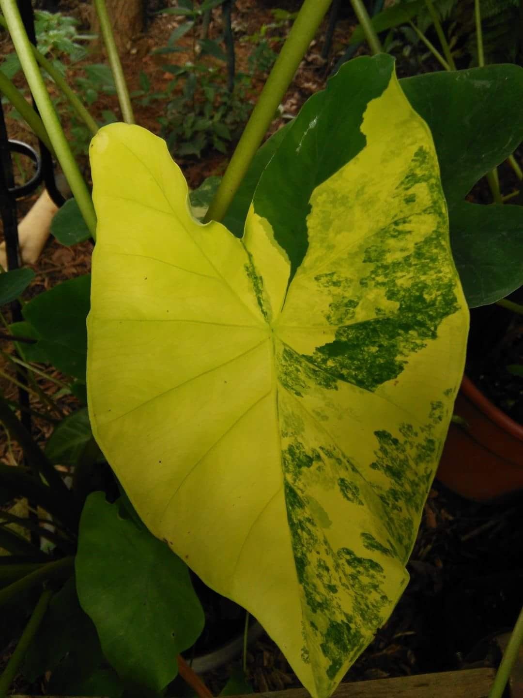 Colocasia, Elephant Ear, Taro Yellow Splash