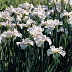 Siberian Iris 'Gull's Wing'
