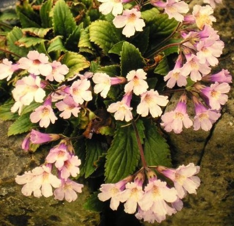 Haberlea Species