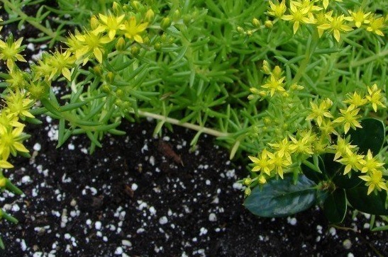 Sedum Species, Stonecrop, Mexican Sedum