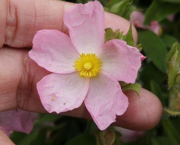 Cistus, Rock Rose, Rockrose Grayswood Pink