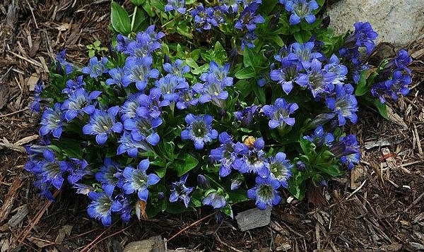 Lagodekhi Crested Gentian