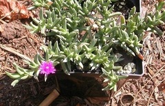 Shrubby Ice Plant, Congested Ice Plant