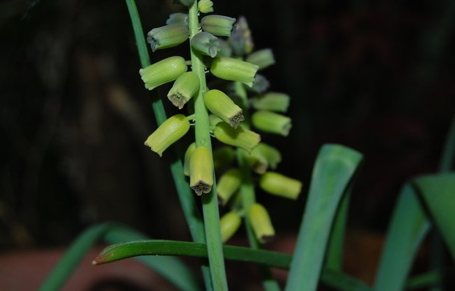 Muscari, Yellow Grape Hyacinth Golden Fragrance