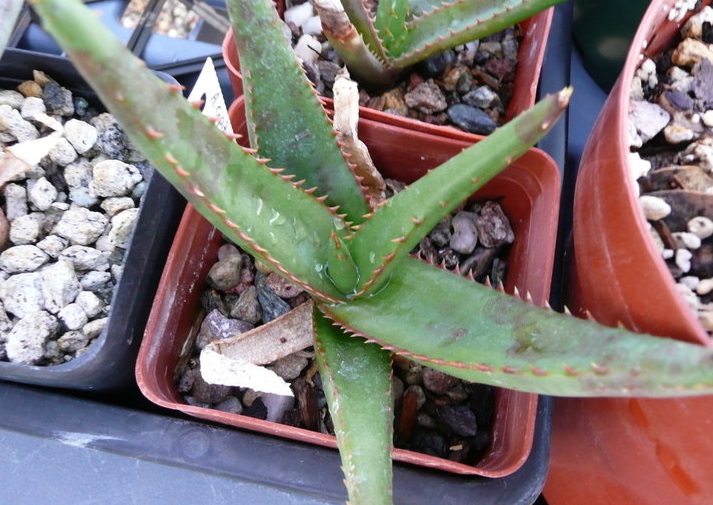 Aloe Species