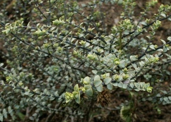 Veronica, Hebe Quicksilver
