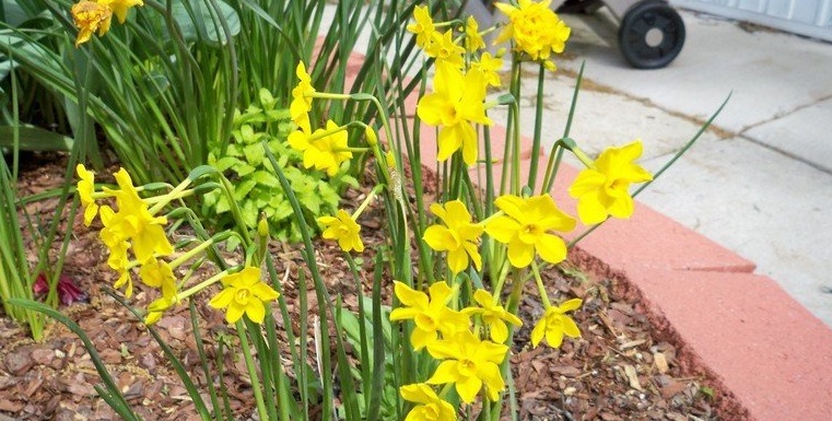 Miniature Jonquilla Daffodil Baby Boomer