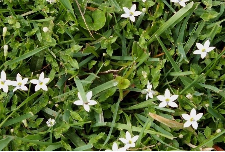 Pratia, Swamp Isotone, White Star Creeper Alba