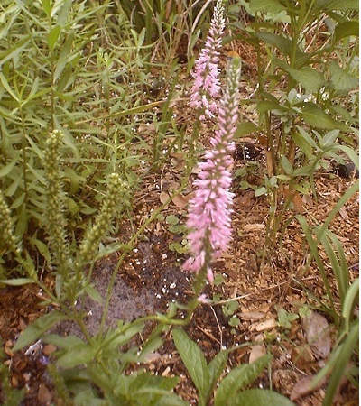 Veronica, Hybrid Speedwell Tickled Pink