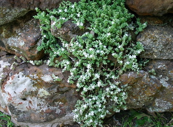 Sedum, Stonecrop, White Star Sedum Potosinum