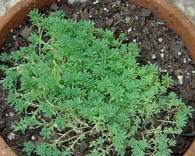 Sedum Species, Stonecrop, Turkish Sedum