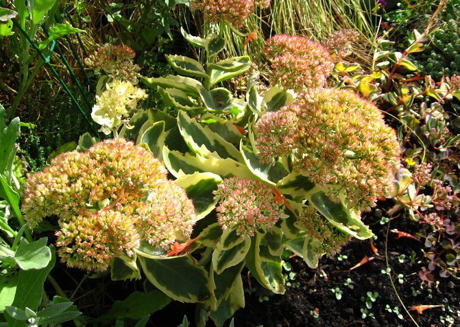 Hylotelephium, Sedum, Showy Stonecrop Autumn Charm