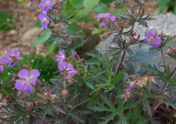 Geranium, Hardy Geranium, Meadow Cranesbill Dark Reiter