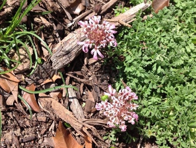 Pterocephalus Species, Carpeting Pincushion Flower