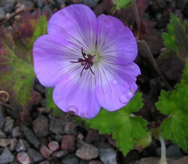 Geranium Species, Cranesbill, Hardy Geranium, Wallich Geranium