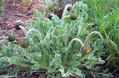 Papaver Species, Japanese Poppy