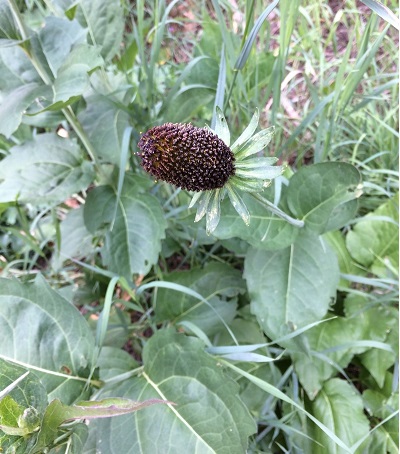Rudbeckia Species, Black Coneflower, Western Coneflower