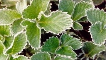 Potentilla Species, Himalayan Cinquefoil
