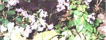 Lagerstroemia Hybrid, Crape Myrtle, Japanese Crepe Myrtle