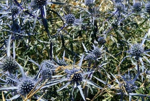 Eryngium Species, Amethyst Sea Holly