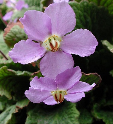 Ramonda Species, Pyrenean Violet