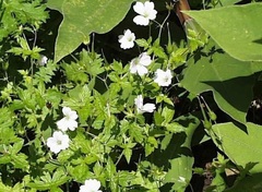 Geranium Species, Hardy Geranium, Pencilled Cranesbill, Veiny Geranium