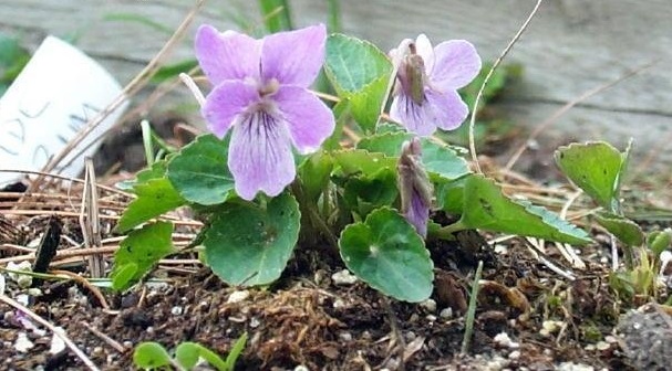 Viola Species, Carpathian Violet, Transylvania Violet